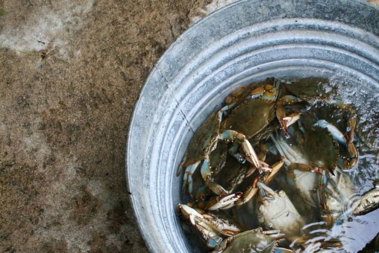 Bucket of Blue Shell crab