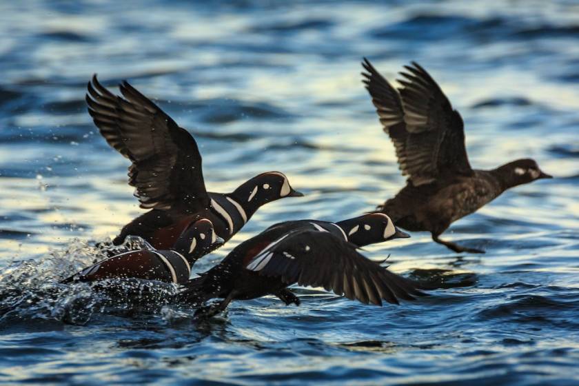 harlequin ducks taking flight over ocean