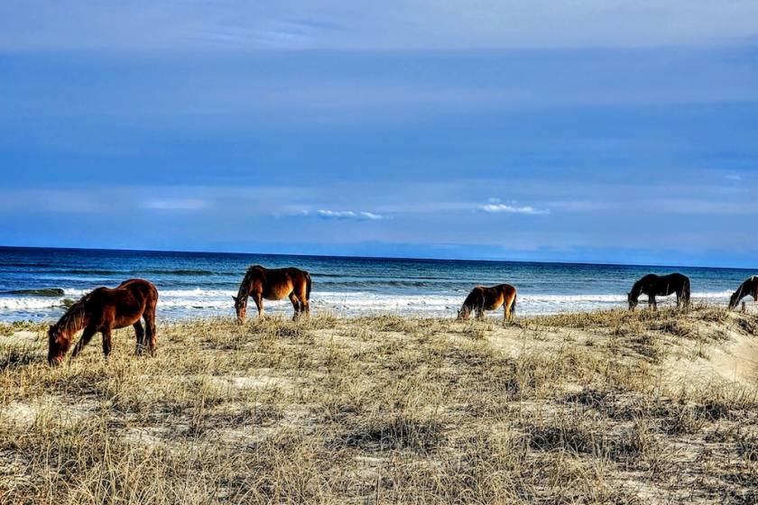 horses on beach in the outer banks